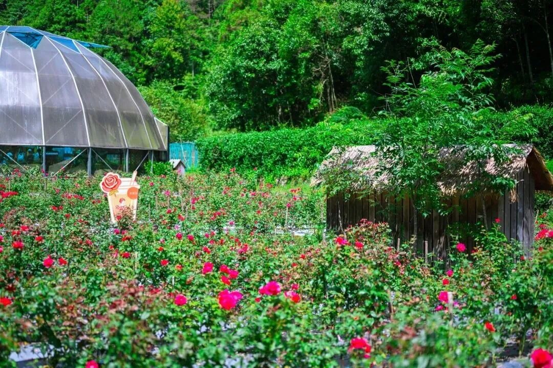 千日红秋千