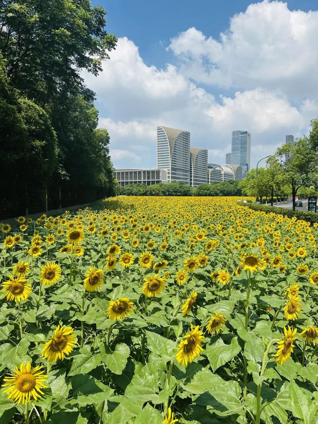 向日葵花海与奥体中心