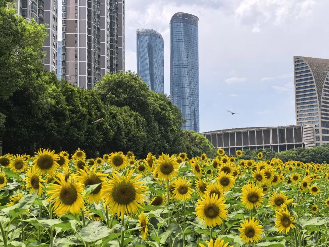 向日葵与高楼同框