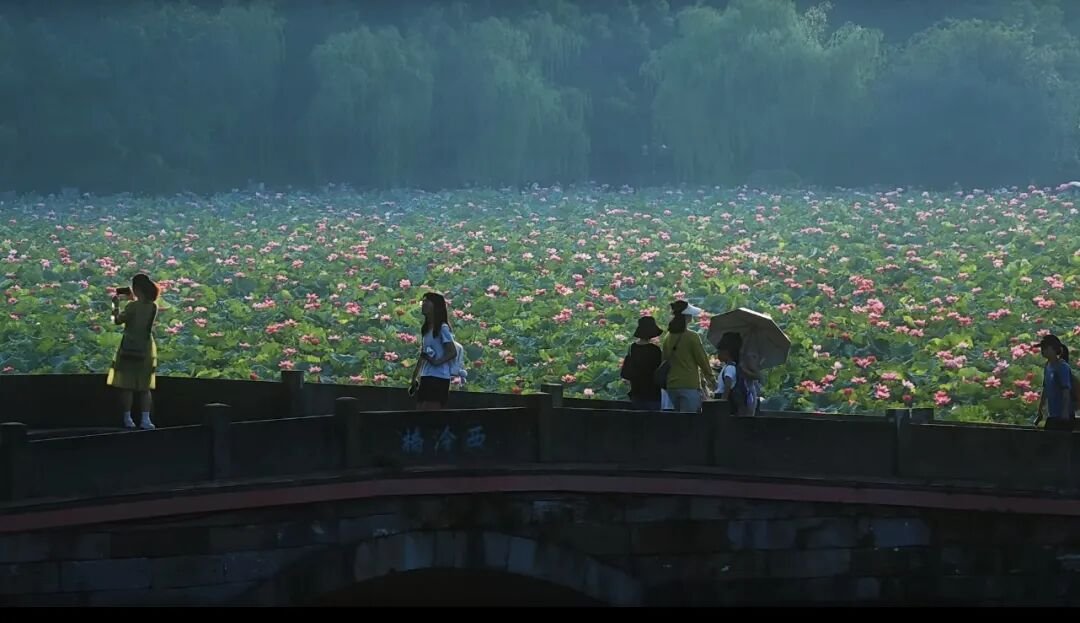 西泠桥赏荷
