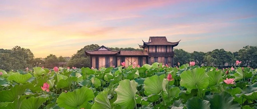 西湖荷花进入巅峰期，这座最懂”借”景的园子才是赏荷天花板