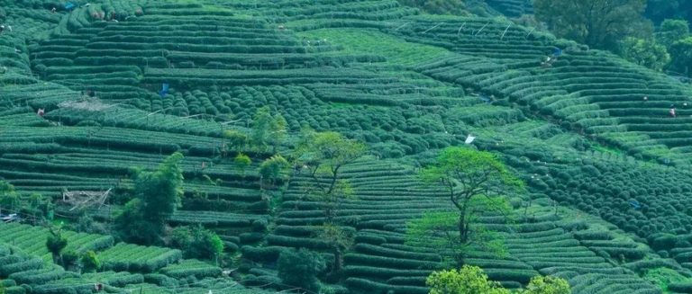 1314路公交直达梅家坞：躲进茶山，过一日慢生活