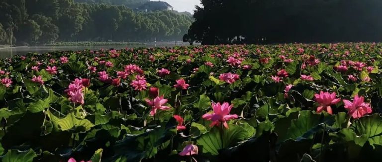 曲院风荷深度游：800年荷塘，藏着西湖最大的荷花海