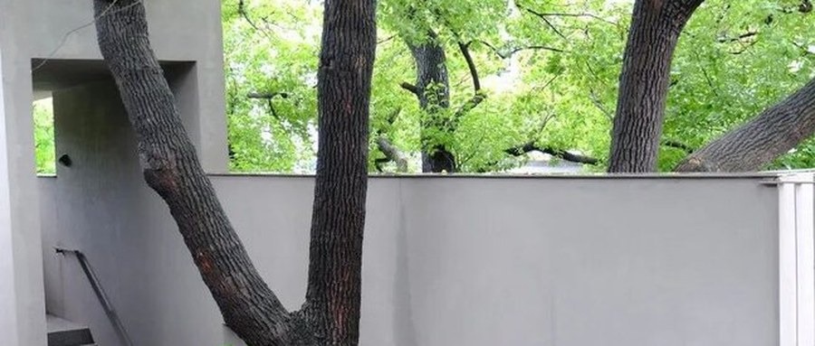 那棵穿过楼体的樟树，让386米的留下老街被看见了
